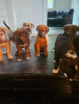 Hundewelpen aus dem Harz - Bad Grund (Harz)