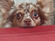 2 jährige Chihuahua Hündin zu verkaufen - Prüm