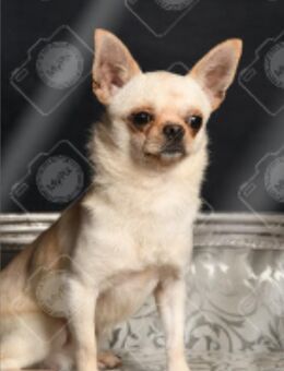 Chihuahua-Deckrüde (nicht zu verkaufen) - Nürnberg