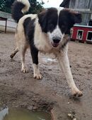 Lessie sucht ein Zuhause in 96149