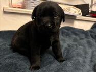 Labrador-Mix Welpen - Arneburg Beelitz