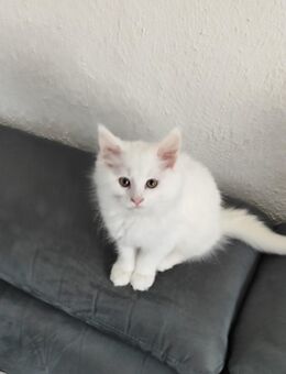 Main coon mix - Velburg Zentrum