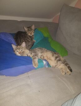 Mali und Coco (4Monate) suchen dringend ein neues zu Hause - Bodensee (Niedersachsen)