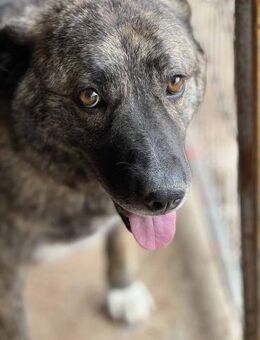 Rory, der Gutmütige 🐾 - Elsdorf (Nordrhein-Westfalen)