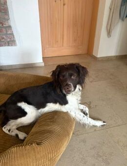 🧡 Lotti - zur Pflege in Deutschland - Würzburg