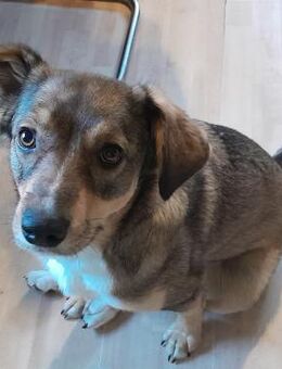 Dolly - Weilmünster