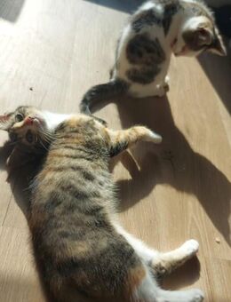 2 Kitten nur zusammen abzugeben - Delmenhorst