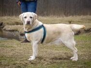 Chara❤️sucht liebevolles Zuhause - Rott (Inn)