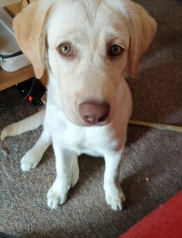 Labrador Retriever Welpe zu verkaufen - Weimar