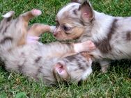 Chihuahua - Welpen aus liebevoller Familienaufzucht - Hohenwestedt