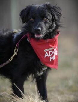 Mogli - sensibler Hund sucht Zuhause - Celle