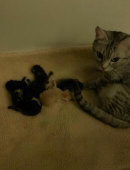 Zuckersüße Samtpfoten - Berlin Reinickendorf