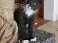 Katze, Katzenbaby. - Wettin-Löbejün