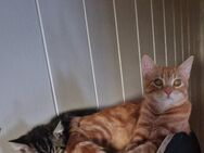 2 Kater suchen ein neues Zuhause. - Oberhausen