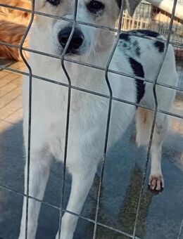 KIRA wünscht sich ein Zuhause - Weilheim (Oberbayern)