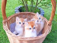 BKH-Kitten - Paderborn