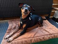 Zwergpinscher mit Charakter sucht erfahrenes Zuhause - Friedrichshafen