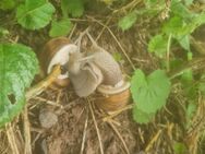 Weinbergschnecken (Helix Pomatia) - Duderstadt Zentrum