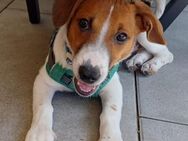Hundekind sucht Bestplatz - Dillingen (Donau)