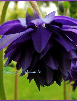 ♥ Akelei Blue Barlow dunkelblau gefüllt,winterhart,Staude Rarität,Samen,Garten,Seeds Tulpenstolz - Hamburg