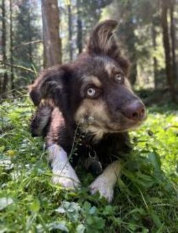 REXY, verspielt, gelehrig,gehorsam - Alfeld