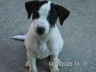 Jack Russell Terrier Welpen, 11 Wochen, 3 Weibchen noch frei. - Lonnerstadt