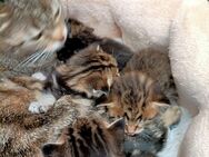 Katzenbabys abzugeben - Bad Driburg