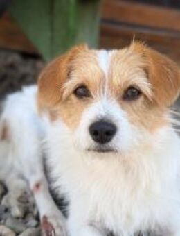 Dreibeinchen Lilly sucht ein Zuhause - München