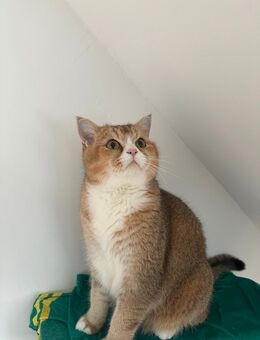 BKH Kater kastriert - Kreuztal