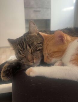 Katzen abzugeben - Riesa