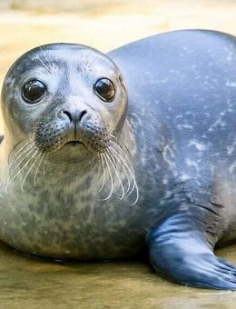 ruhige Appartements / Ferienwohnungen in Strandnähe - Büsum