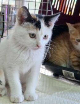 Katzengeschwister Mae und Minima - Karlsruhe