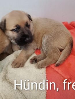 Die kleine Maus ist die letzte die noch frei ist - Jänschwalde