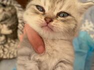 Bkh Katzen kitten - Emmerich (Rhein)