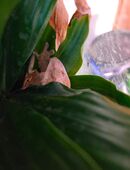 Kronengecko sucht neues Zuhause in 13469