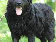 Rüde Boby 💗verdient es endlich zu leben - Hamburg