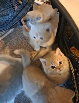 4 BKH Babykatzen - Grünberg Zentrum