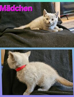 4 Britisch Kurzhaar Kitten reinrassig, suchen ein liebevolles zu Hause - Zeitz