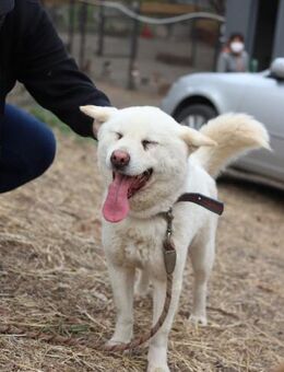 Gibt jemand Colby die Chance auf Glück?♥ - Ebstorf (Klosterflecken)