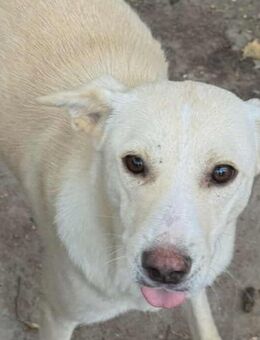 Junger blonder - Erkelenz