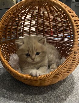 Reinrassige bkh kitten - Dinslaken