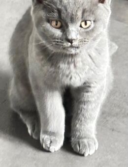 Britische kurzhaarige Katzen - Coesfeld