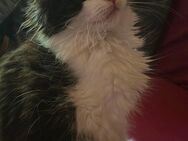 Süsser Maine Coon Kater - Hagen (Bremischen)