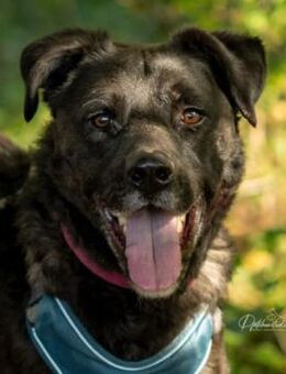 lebhafter Schmusebär Oreo - Kallmünz