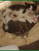 2 kleine Wohnungskatzen suchen ein liebevolles Zuhause, ggf. auch einzeln in 28832