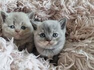 Wunderschöne Britisch Kurzhaar Kätzchen mit Stammbaum - Staig