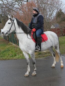Warmblutstute Sonja - Buttstädt