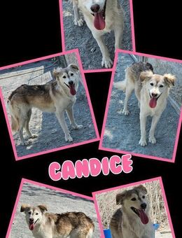 Hübsche Candice wartet aufs Happyend! - Nürnberg