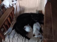 Siam-Birma-Mix Kitten - Oberhausen