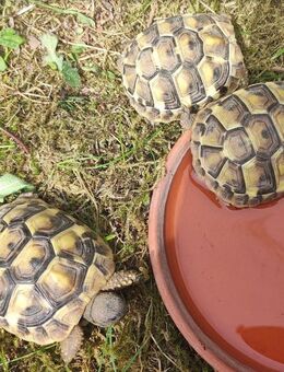 Schildkröte, Griechische Landschildkröten Babys Testudo hermanni boettgeri - Ahrensburg